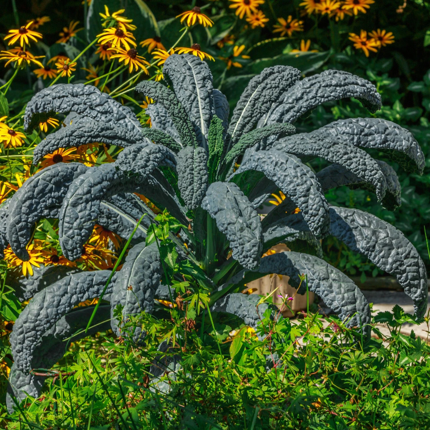 Kale - Dinosaur 2 Pack - Image 2