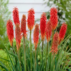 Kniphofia - Nancy's Red