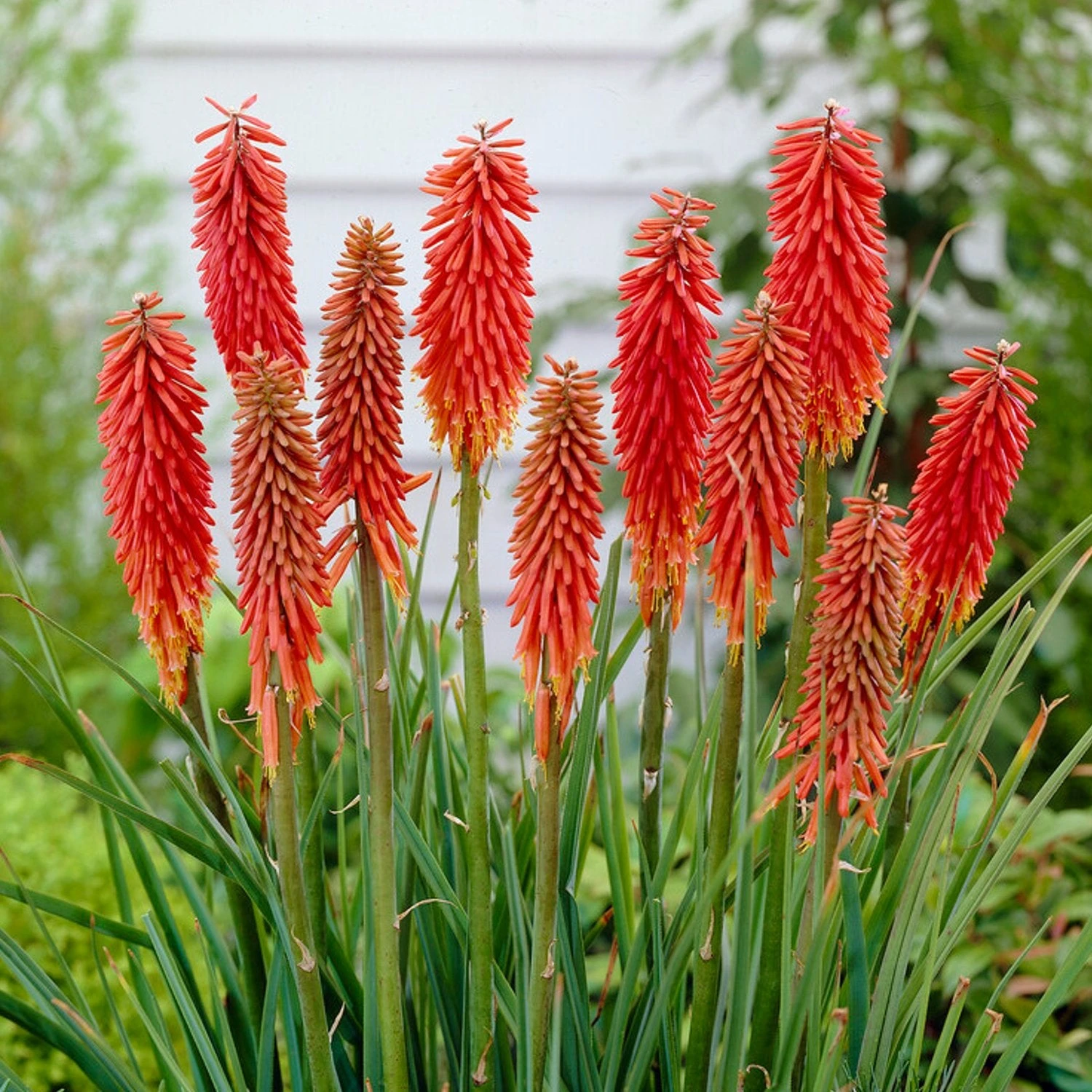 Kniphofia - Nancy's Red