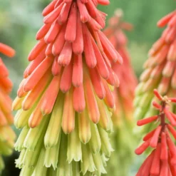 Kniphofia - Traffic Lights