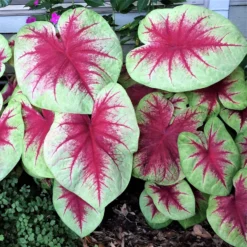 Caladium - Lemon Blush