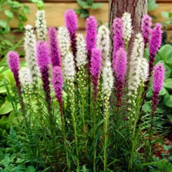 Liatris - Blazing Stars Mix