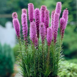 Liatris - Spicata