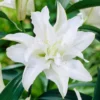Lilium - Oriental Lily Polar Star (Double)