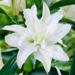 Lilium - Oriental Lily Polar Star (Double)