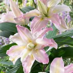 Lilium - Oriental Lily Soft Music (Double)