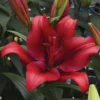 Lilium - LA Hybrid Lily Forza Red