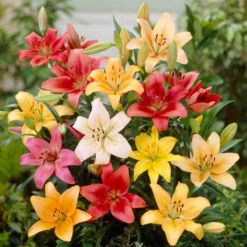 Lilium - Asiatic Lily Mix