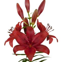Lilium - LA Lily Hybrid Corleone