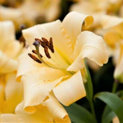 Lilium - Orienpet Lily Saltarello