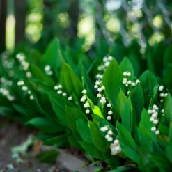 Lily Of The Valley - Grower's Bunch