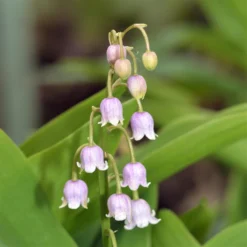 Lily Of The Valley - Pink