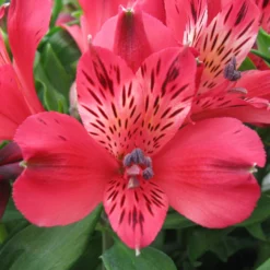 Alstroemeria - Inca Lolly 3 Pack