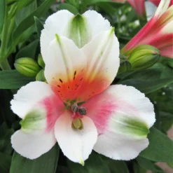 Alstroemeria - Inca Lucky 3 Pack