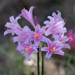 Lycoris - Sprengeri Electric Blue