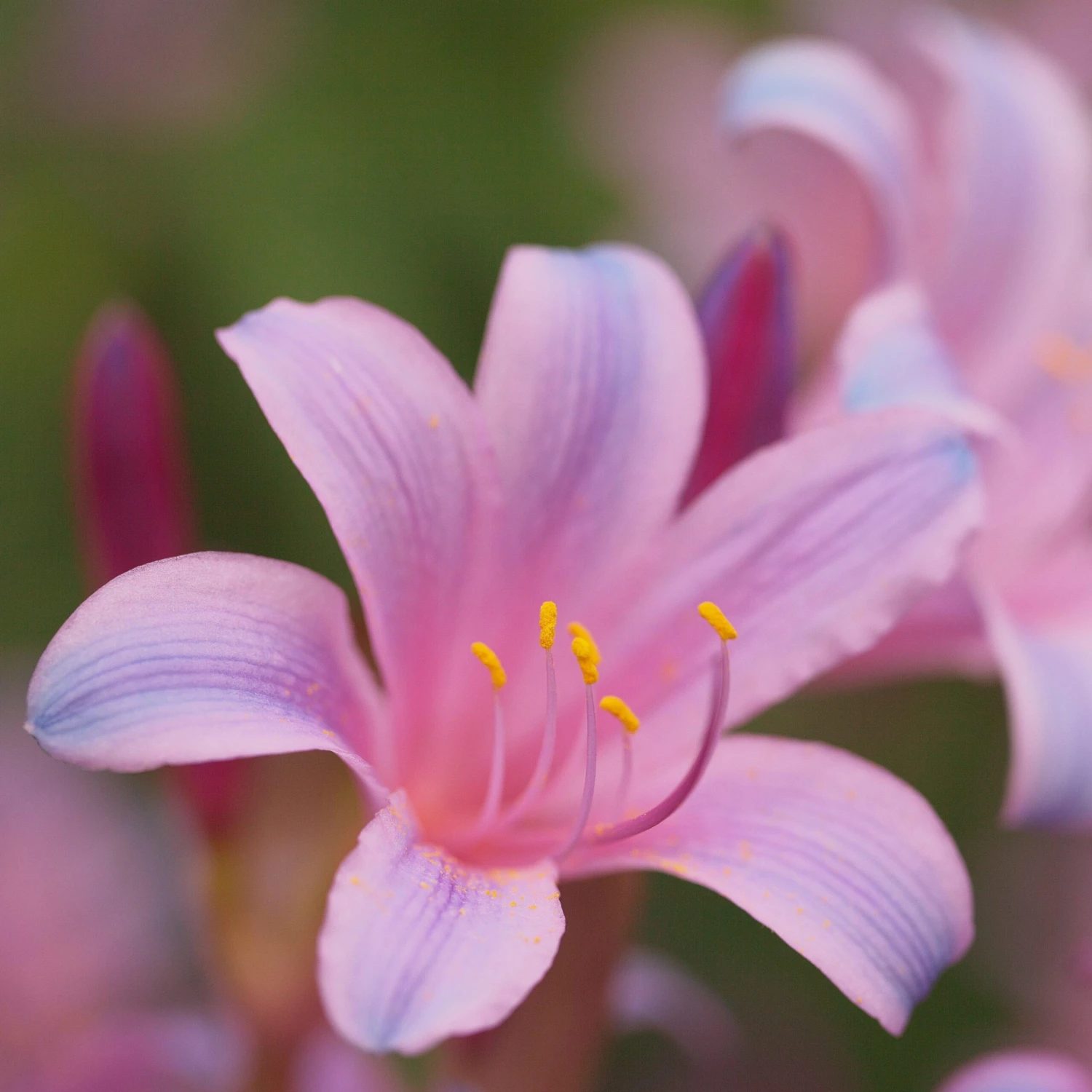 Lycoris - Sprengeri Electric Blue - Image 4