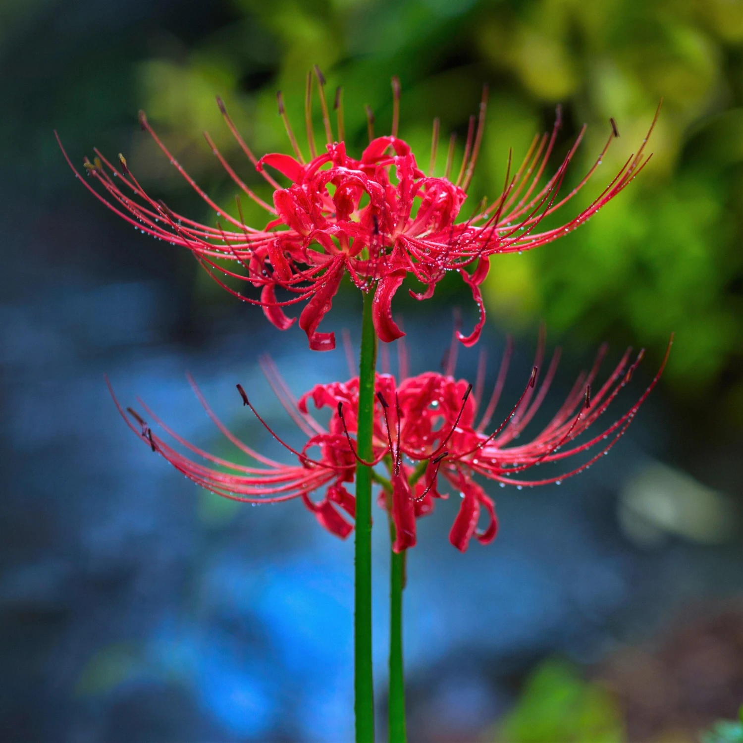 Lycoris - Radiata Red Trio - Image 2