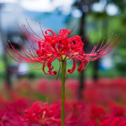 Lycoris - Radiata Red