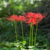 Lycoris - Radiata Red Trio