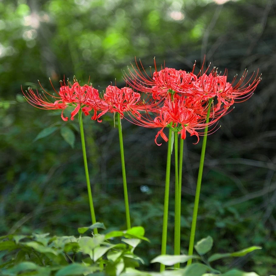 Lycoris - Radiata Red Trio