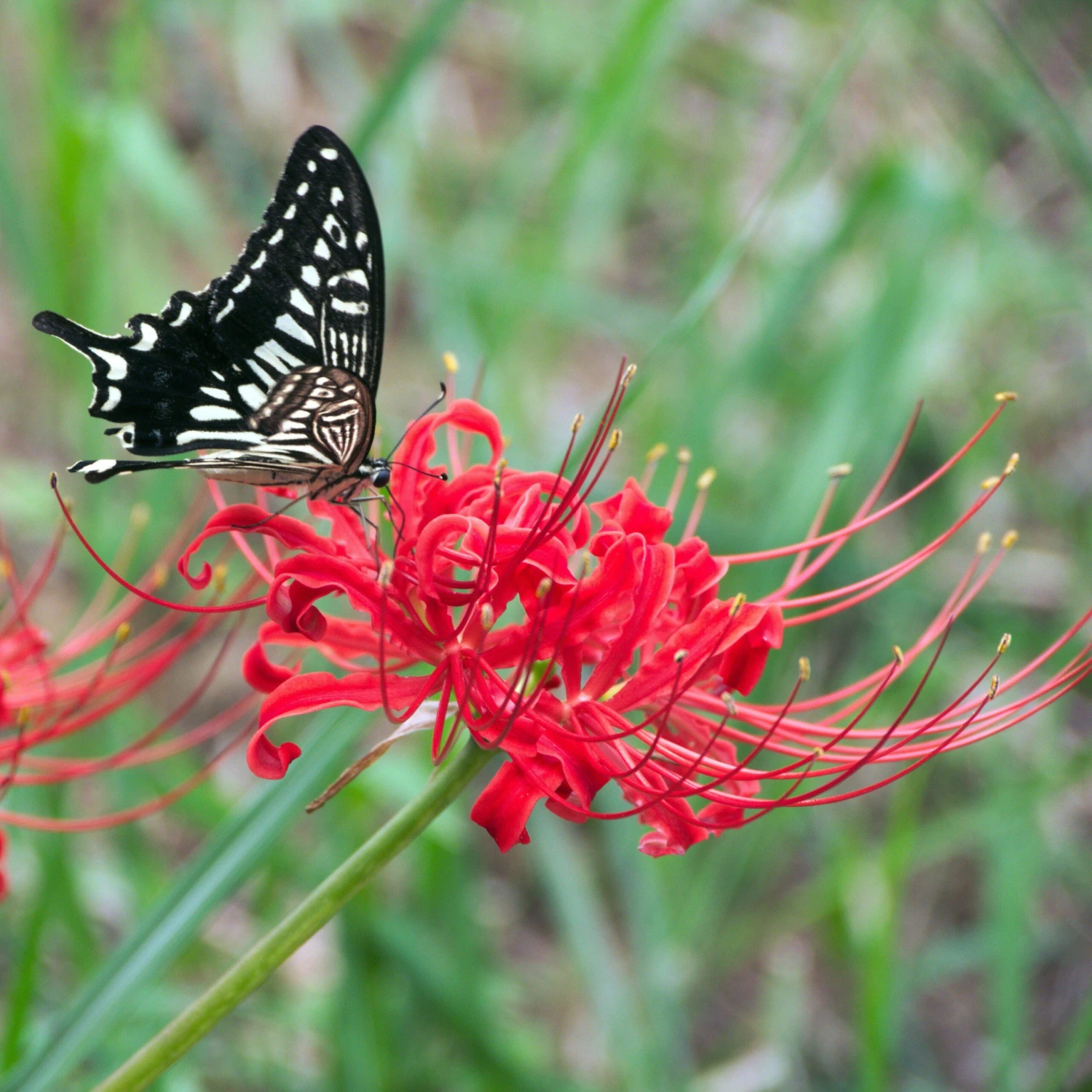 Lycoris - Radiata Red Trio - Image 3