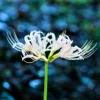 Lycoris - Albiflora White