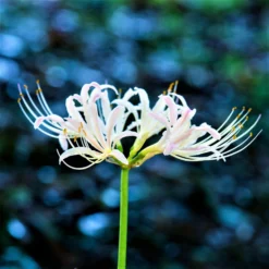 Lycoris - Albiflora White