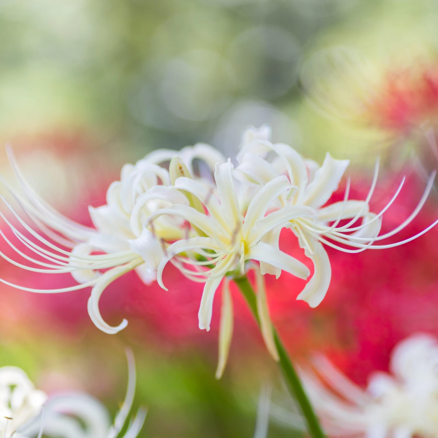 Lycoris - Albiflora White - Image 3