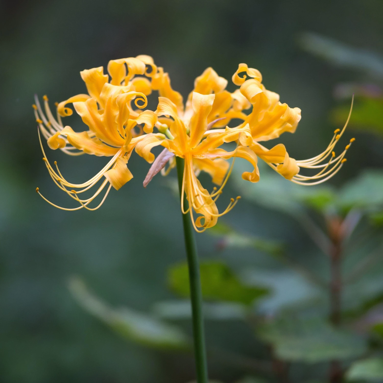 Lycoris - Aurea Yellow Trio - Image 2