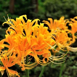 Lycoris - Aurea Yellow Trio