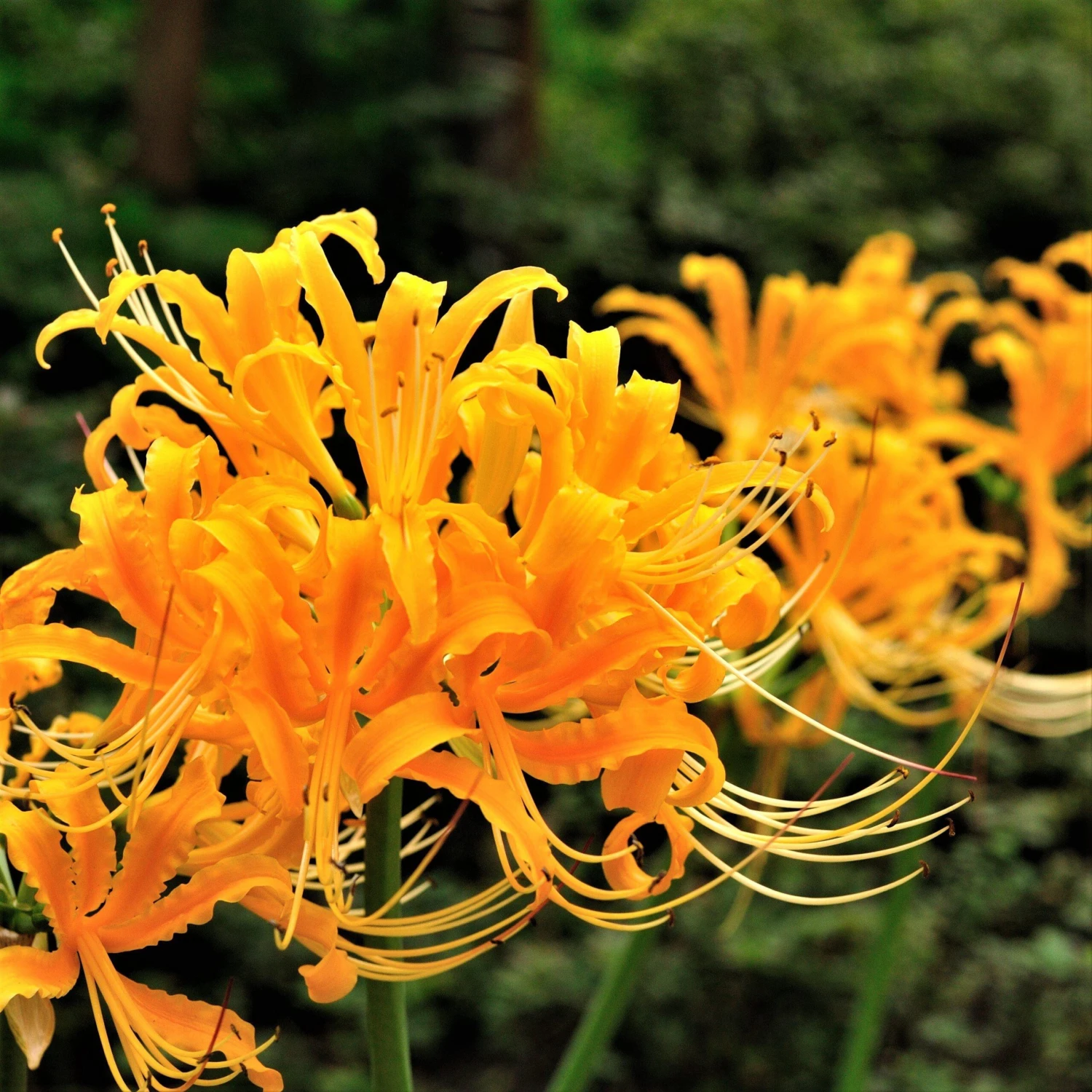 Lycoris - Aurea Yellow Trio