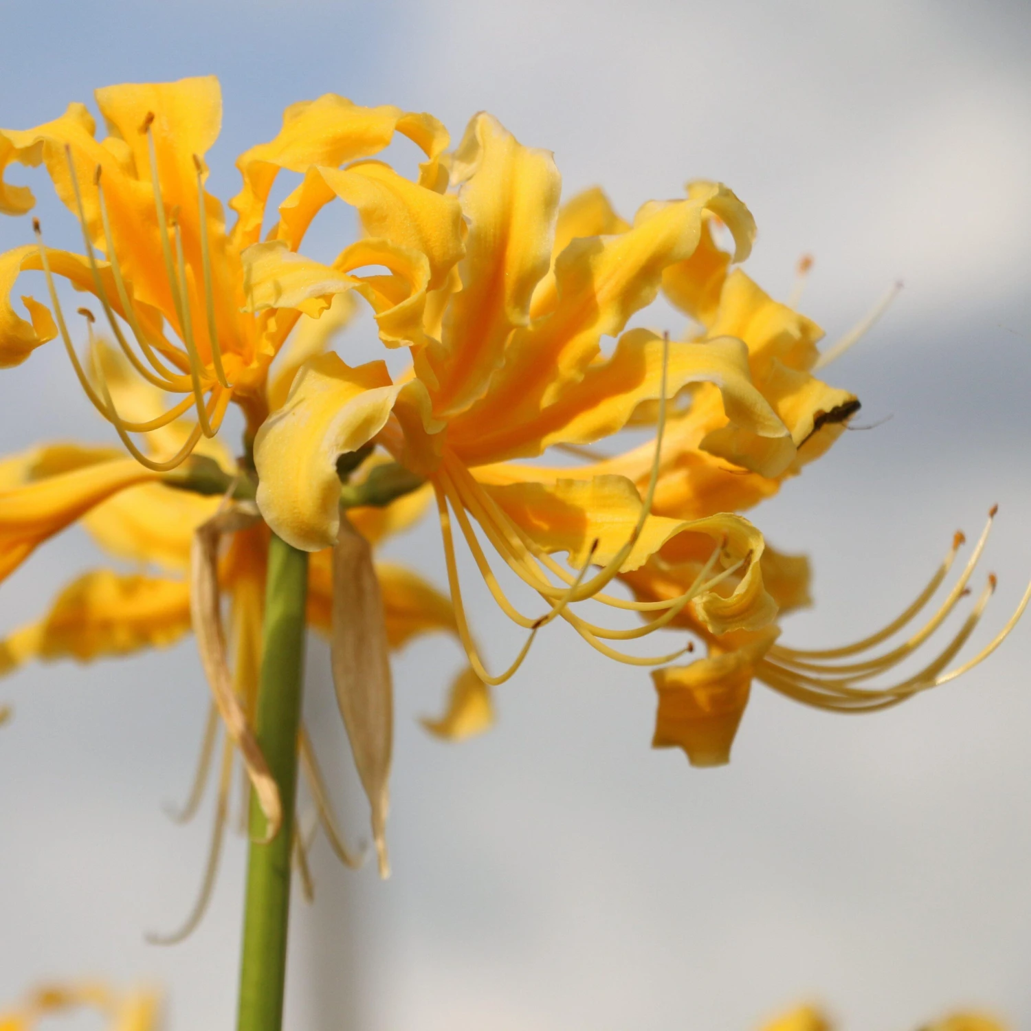 Lycoris - Aurea Yellow Trio - Image 4