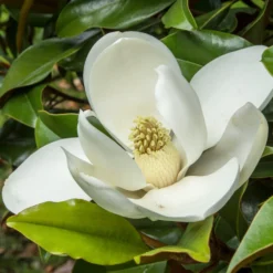 Magnolia - Bracken's Brown Beauty
