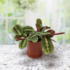 Maranta - Prayer Plant Houseplant