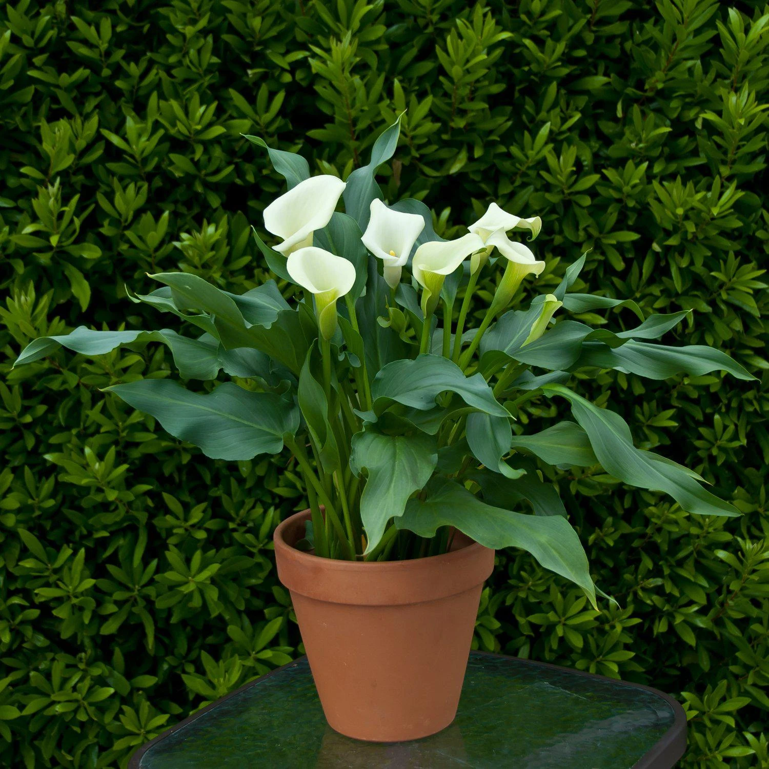 Calla - Mint Julep - Image 3