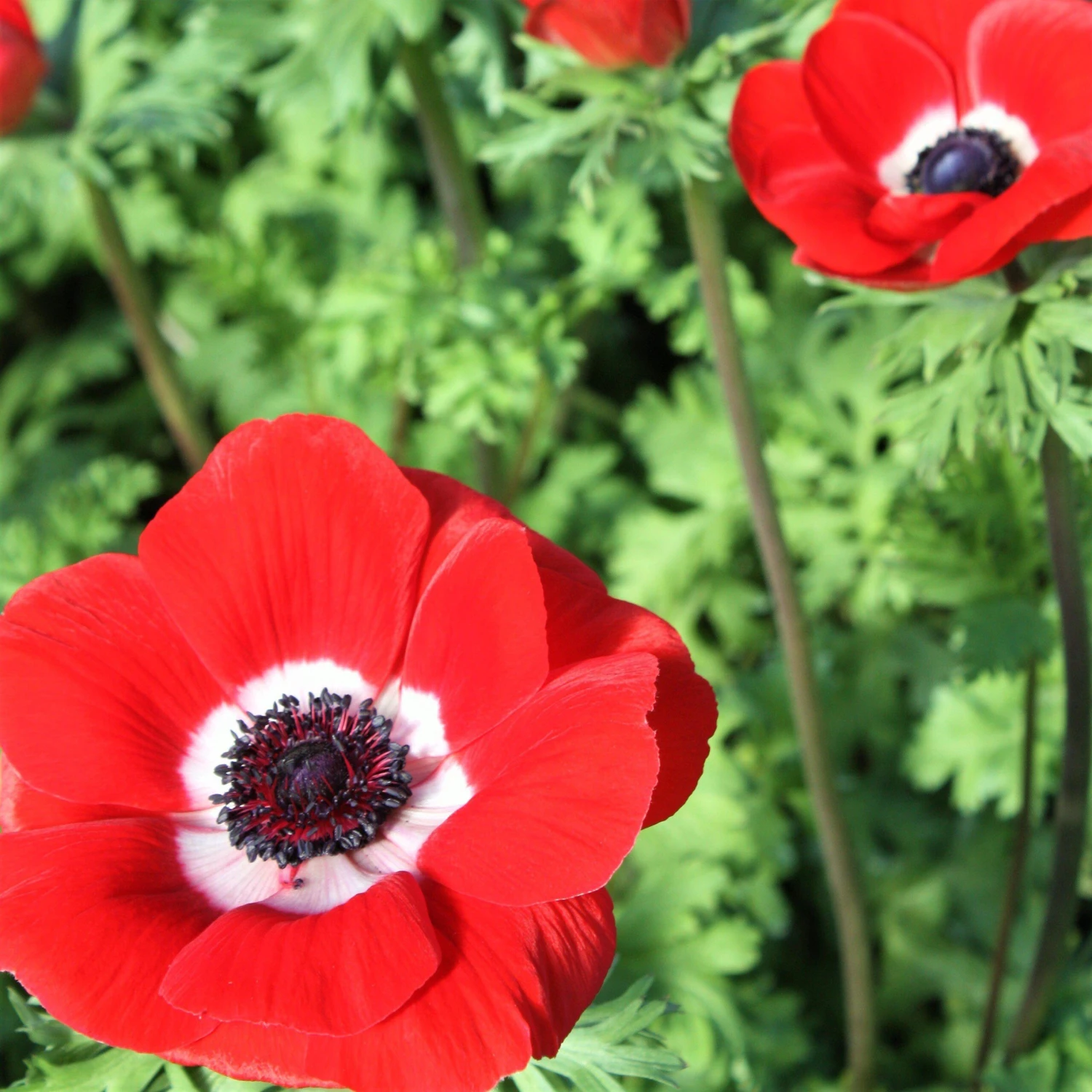 Italian Anemone - Mistral Plus Rosso