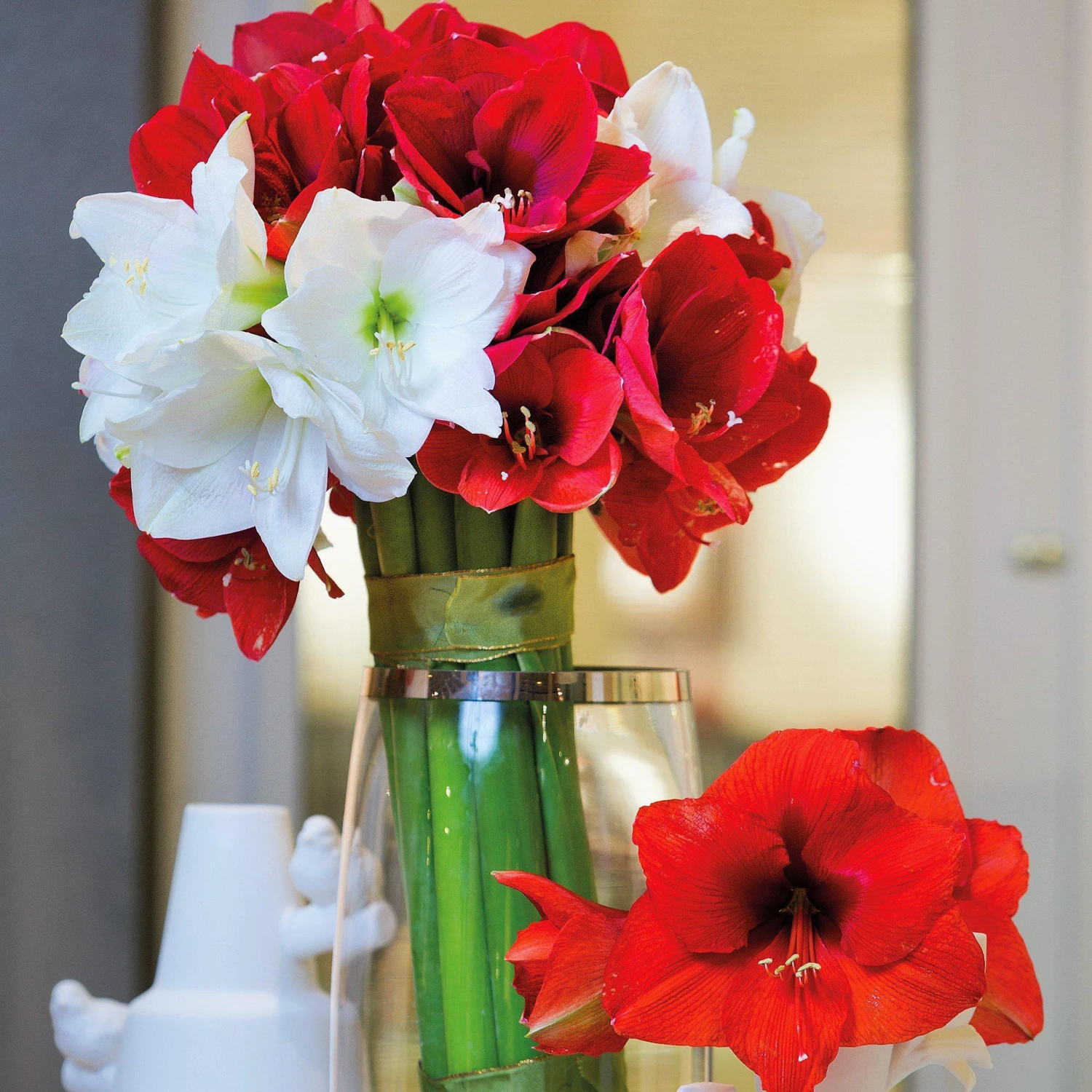 Amaryllis - Holiday Cheer Collection