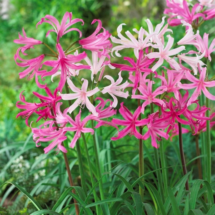 Nerine - Topsy Turvy Mix