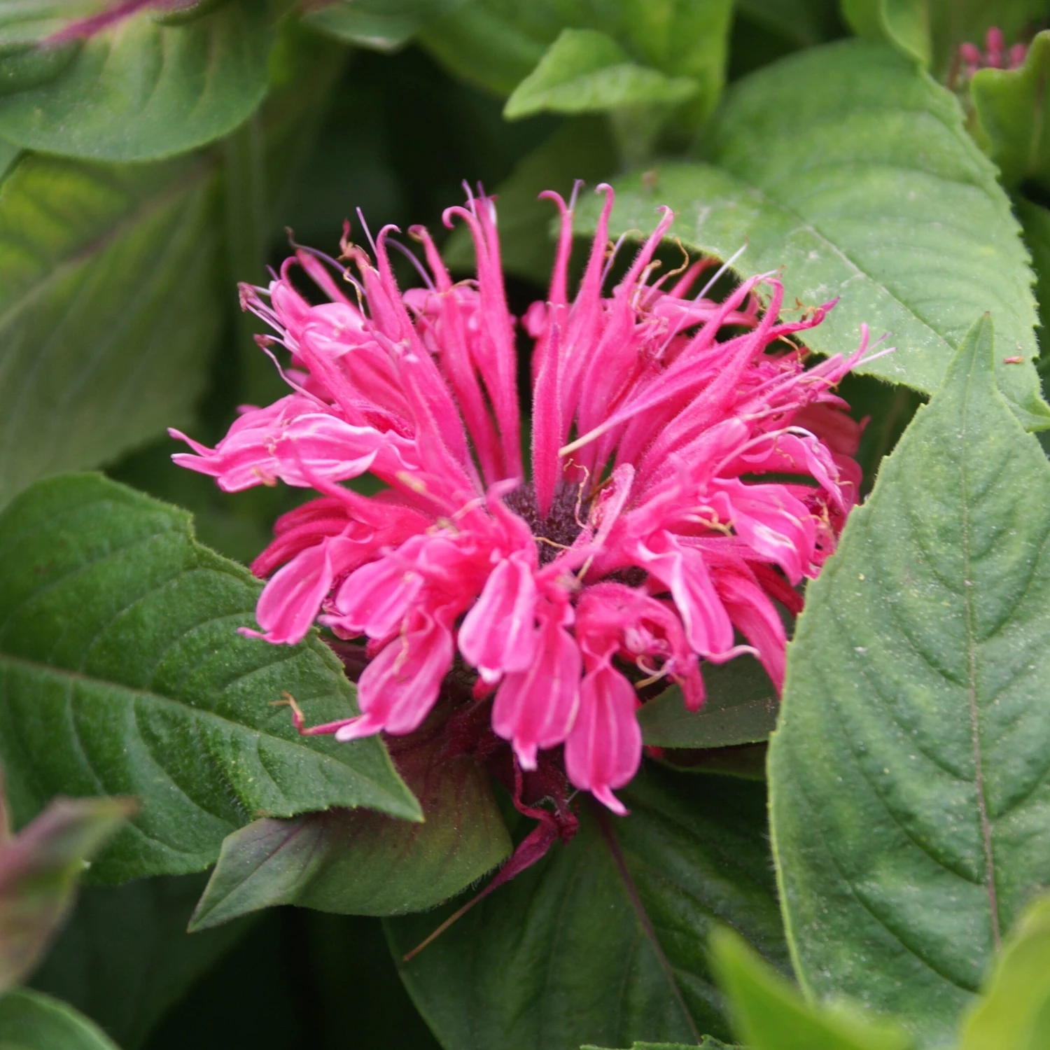 Bee Balm - Pink Lace 3 Pack - Image 2