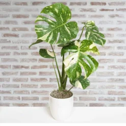 Monstera - Thai Constellation Houseplant