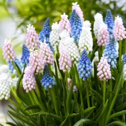 Muscari - Grape Hyacinth Skylight Mix