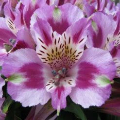 Alstroemeria - Inca Mystic 3 Pack