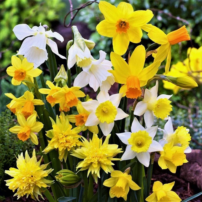 Narcissus - Daffodil Sweet Petite Mix