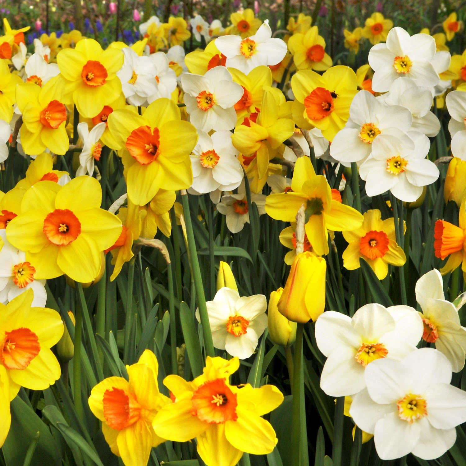 Narcissus - Daffodil Classic Trumpet Mix - Image 2