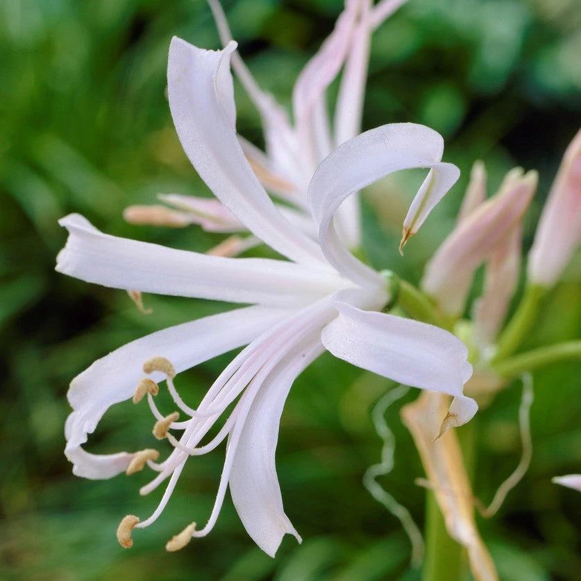 Nerine - Topsy Turvy Mix - Image 4