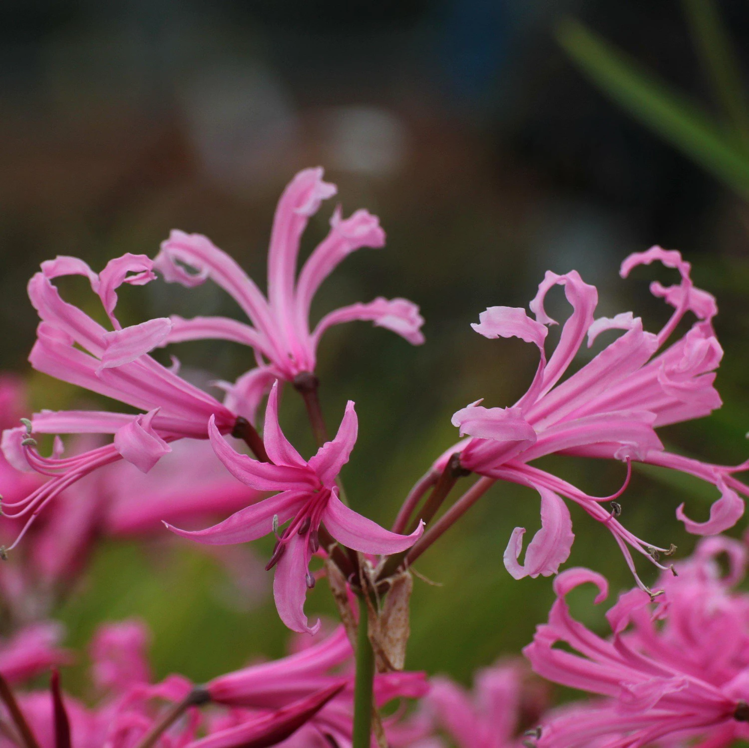 Nerine - Topsy Turvy Mix - Image 5