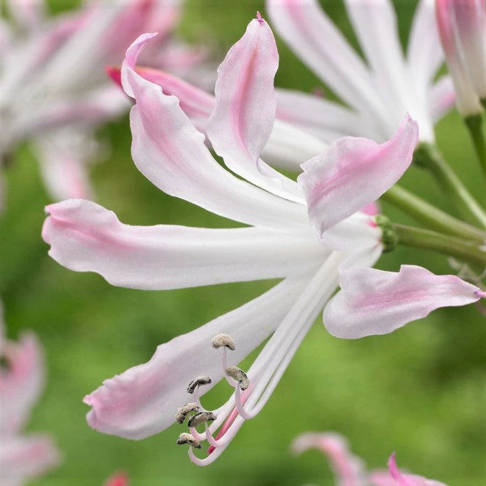 Nerine - Topsy Turvy Mix - Image 2