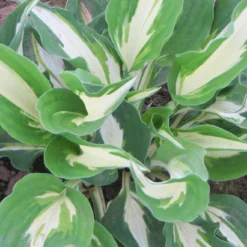 Hosta - Night Before Christmas