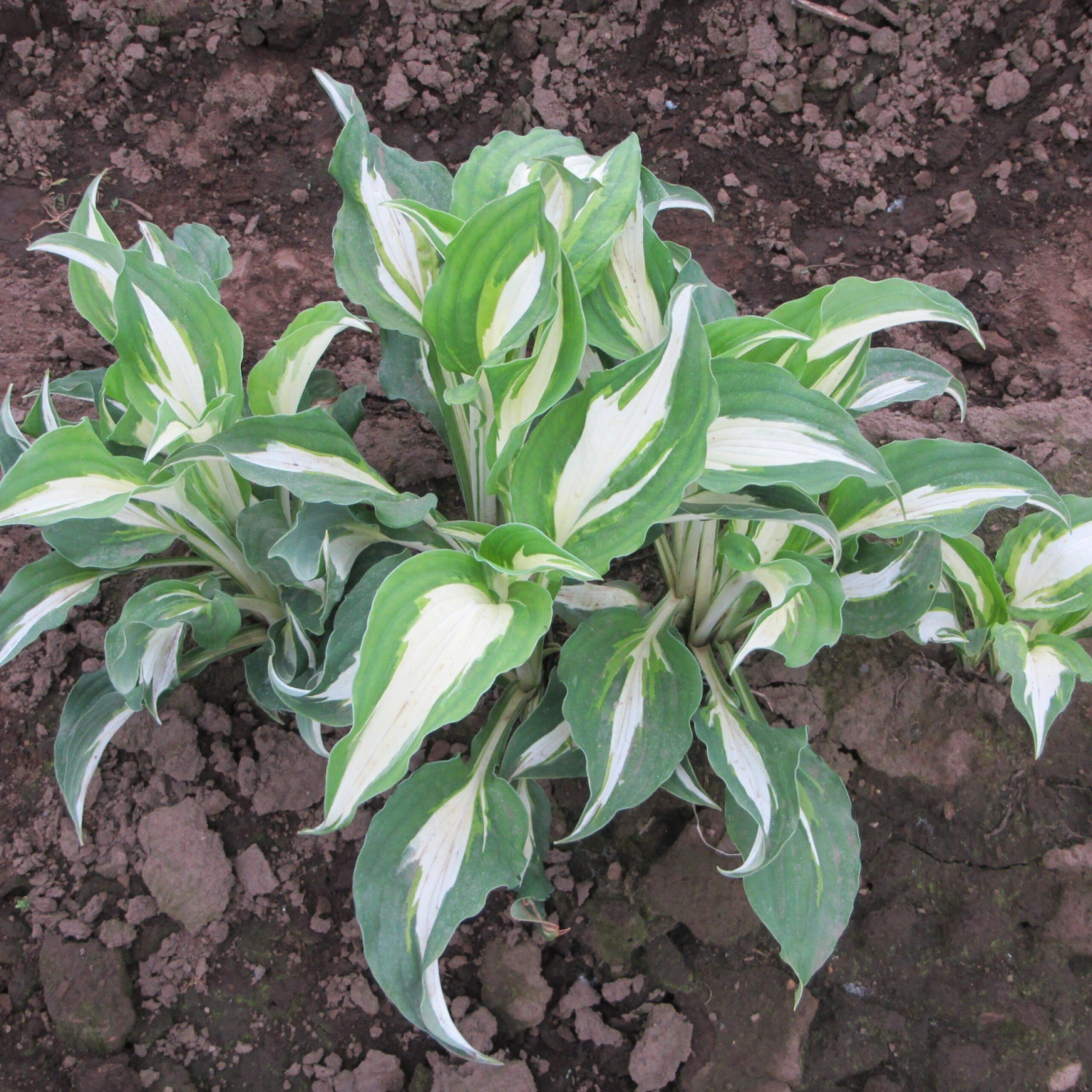 Hosta - Night Before Christmas - Image 2