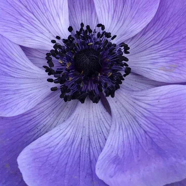 Italian Anemone - Mistral Plus Blu - Image 3